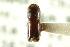  (Monarthrum consimile - CNC COLEO 00138338)  @11 [ ] CreativeCommons - Attribution (2012) CNC/CBG Photography Group Centre for Biodiversity Genomics
