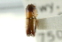  (Monarthrum laterale - CNC COLEO 00138347)  @11 [ ] CreativeCommons - Attribution (2012) CNC/CBG Photography Group Centre for Biodiversity Genomics