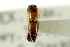  ( - CNC COLEO 00138348)  @11 [ ] CreativeCommons - Attribution (2012) CNC/CBG Photography Group Centre for Biodiversity Genomics