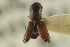  (Monarthrum tetradontium - CNC COLEO 00138356)  @11 [ ] CreativeCommons - Attribution (2012) CNC/CBG Photography Group Centre for Biodiversity Genomics