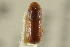  ( - CNC COLEO 00138368)  @11 [ ] CreativeCommons - Attribution (2012) CNC/CBG Photography Group Centre for Biodiversity Genomics