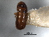  ( - CNC COLEO 00138373)  @11 [ ] CreativeCommons - Attribution (2012) CNC/CBG Photography Group Centre for Biodiversity Genomics