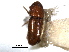  ( - CNC COLEO 00138374)  @11 [ ] CreativeCommons - Attribution (2012) CNC/CBG Photography Group Centre for Biodiversity Genomics