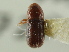 ( - CNC COLEO 00138375)  @11 [ ] CreativeCommons - Attribution (2012) CNC/CBG Photography Group Centre for Biodiversity Genomics