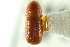  ( - CNC COLEO 00138377)  @11 [ ] CreativeCommons - Attribution (2012) CNC/CBG Photography Group Centre for Biodiversity Genomics