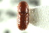  ( - CNC COLEO 00138381)  @11 [ ] CreativeCommons - Attribution (2012) CNC/CBG Photography Group Centre for Biodiversity Genomics