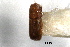  ( - CNC COLEO 00138392)  @11 [ ] CreativeCommons - Attribution (2012) CNC/CBG Photography Group Centre for Biodiversity Genomics