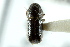  (Conophthorus mexicanus - CNC COLEO 00138393)  @11 [ ] CreativeCommons - Attribution (2012) CNC/CBG Photography Group Centre for Biodiversity Genomics