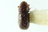  ( - CNC COLEO 00138395)  @11 [ ] CreativeCommons - Attribution (2012) CNC/CBG Photography Group Centre for Biodiversity Genomics