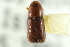  ( - CNC COLEO 00138396)  @11 [ ] CreativeCommons - Attribution (2012) CNC/CBG Photography Group Centre for Biodiversity Genomics