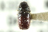  ( - CNC COLEO 00138403)  @11 [ ] CreativeCommons - Attribution (2012) CNC/CBG Photography Group Centre for Biodiversity Genomics
