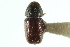  (Conophthorus edulis - CNC COLEO 00138404)  @11 [ ] CreativeCommons - Attribution (2012) CNC/CBG Photography Group Centre for Biodiversity Genomics