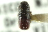  ( - CNC COLEO 00138405)  @11 [ ] CreativeCommons - Attribution (2012) CNC/CBG Photography Group Centre for Biodiversity Genomics