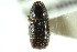  (Conophthorus ponderosae - CNC COLEO 00138408)  @11 [ ] CreativeCommons - Attribution (2012) CNC/CBG Photography Group Centre for Biodiversity Genomics