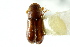  ( - CNC COLEO 00138410)  @11 [ ] CreativeCommons - Attribution (2012) CNC/CBG Photography Group Centre for Biodiversity Genomics
