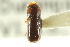  ( - CNC COLEO 00138415)  @11 [ ] CreativeCommons - Attribution (2012) CNC/CBG Photography Group Centre for Biodiversity Genomics