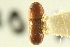  ( - CNC COLEO 00138423)  @11 [ ] CreativeCommons - Attribution (2012) CNC/CBG Photography Group Centre for Biodiversity Genomics