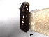  ( - CNC COLEO 00138448)  @11 [ ] CreativeCommons - Attribution (2012) CNC/CBG Photography Group Centre for Biodiversity Genomics