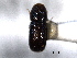  ( - CNC COLEO 00138453)  @11 [ ] CreativeCommons - Attribution (2012) CNC/CBG Photography Group Centre for Biodiversity Genomics