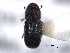  ( - CNC COLEO 00138459)  @11 [ ] CreativeCommons - Attribution (2012) CNC/CBG Photography Group Centre for Biodiversity Genomics