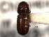  ( - CNC COLEO 00138465)  @11 [ ] CreativeCommons - Attribution (2012) CNC/CBG Photography Group Centre for Biodiversity Genomics