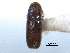  ( - CNC COLEO 00138469)  @11 [ ] CreativeCommons - Attribution (2012) CNC/CBG Photography Group Centre for Biodiversity Genomics