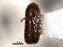  ( - CNC COLEO 00138499)  @11 [ ] CreativeCommons - Attribution (2012) CNC/CBG Photography Group Centre for Biodiversity Genomics