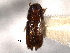  ( - CNC COLEO 00138504)  @11 [ ] CreativeCommons - Attribution (2012) CNC/CBG Photography Group Centre for Biodiversity Genomics