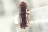  ( - CNC COLEO 00138551)  @12 [ ] CreativeCommons - Attribution (2012) CNC/CBG Photography Group Centre for Biodiversity Genomics
