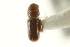  ( - CNC COLEO 00138622)  @11 [ ] CreativeCommons - Attribution (2012) CNC/CBG Photography Group Centre for Biodiversity Genomics
