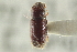  ( - CNC COLEO 00138660)  @11 [ ] CreativeCommons - Attribution (2012) CNC/CBG Photography Group Centre for Biodiversity Genomics