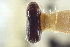  ( - CNC COLEO 00138668)  @11 [ ] CreativeCommons - Attribution (2012) CNC/CBG Photography Group Centre for Biodiversity Genomics