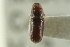  (Pityophthorus segnis subopacus - CNC COLEO 00138670)  @11 [ ] CreativeCommons - Attribution (2012) CNC/CBG Photography Group Centre for Biodiversity Genomics
