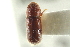  ( - CNC COLEO 00138671)  @11 [ ] CreativeCommons - Attribution (2012) CNC/CBG Photography Group Centre for Biodiversity Genomics