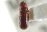  ( - CNC COLEO 00138672)  @11 [ ] CreativeCommons - Attribution (2012) CNC/CBG Photography Group Centre for Biodiversity Genomics