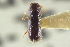  ( - CNC COLEO 00138674)  @11 [ ] CreativeCommons - Attribution (2012) CNC/CBG Photography Group Centre for Biodiversity Genomics