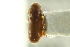  ( - CNC COLEO 00138675)  @11 [ ] CreativeCommons - Attribution (2012) CNC/CBG Photography Group Centre for Biodiversity Genomics