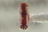  (Pseudopityophthorus subcribratus - CNC COLEO 00138704)  @11 [ ] CreativeCommons - Attribution (2012) CNC/CBG Photography Group Centre for Biodiversity Genomics