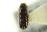  ( - CNC COLEO 00138715)  @12 [ ] CreativeCommons - Attribution (2012) CNC/CBG Photography Group Centre for Biodiversity Genomics