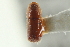  ( - CNC COLEO 00138726)  @11 [ ] CreativeCommons - Attribution (2012) CNC/CBG Photography Group Centre for Biodiversity Genomics
