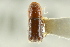  ( - CNC COLEO 00138727)  @11 [ ] CreativeCommons - Attribution (2012) CNC/CBG Photography Group Centre for Biodiversity Genomics