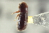  ( - CNC COLEO 00138732)  @12 [ ] CreativeCommons - Attribution (2012) CNC/CBG Photography Group Centre for Biodiversity Genomics