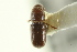  ( - CNC COLEO 00138735)  @11 [ ] CreativeCommons - Attribution (2012) CNC/CBG Photography Group Centre for Biodiversity Genomics