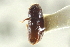  ( - CNC COLEO 00138737)  @12 [ ] CreativeCommons - Attribution (2012) CNC/CBG Photography Group Centre for Biodiversity Genomics