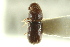  ( - CNC COLEO 00138739)  @12 [ ] CreativeCommons - Attribution (2012) CNC/CBG Photography Group Centre for Biodiversity Genomics