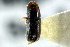  (Pseudopityophthorus agrifoliae - CNC COLEO 00138740)  @11 [ ] CreativeCommons - Attribution (2012) CNC/CBG Photography Group Centre for Biodiversity Genomics