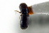  (Pseudopityophthorus asperulus - CNC COLEO 00138741)  @11 [ ] CreativeCommons - Attribution (2012) CNC/CBG Photography Group Centre for Biodiversity Genomics