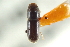  ( - CNC COLEO 00138742)  @11 [ ] CreativeCommons - Attribution (2012) CNC/CBG Photography Group Centre for Biodiversity Genomics