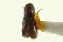  ( - CNC COLEO 00138743)  @11 [ ] CreativeCommons - Attribution (2012) CNC/CBG Photography Group Centre for Biodiversity Genomics
