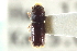  ( - CNC COLEO 00138746)  @11 [ ] CreativeCommons - Attribution (2012) CNC/CBG Photography Group Centre for Biodiversity Genomics